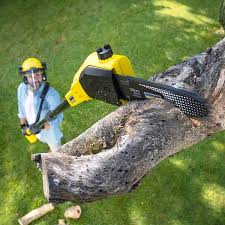 Mojave, CA Tree Removal and Landscaping Services Company